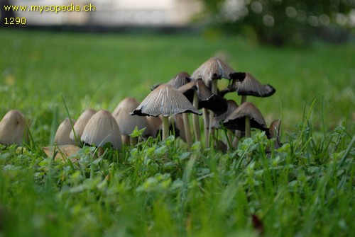 Coprinellus micaceus - 