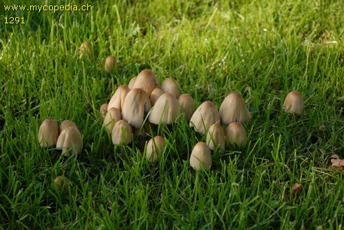 Coprinellus micaceus - 