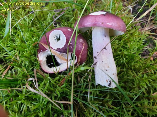 Russula cavipes - 