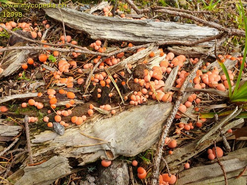 Lycogala epidendrum - 