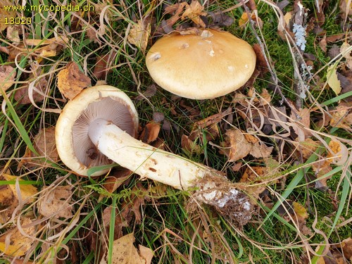Cortinarius triumphans - 