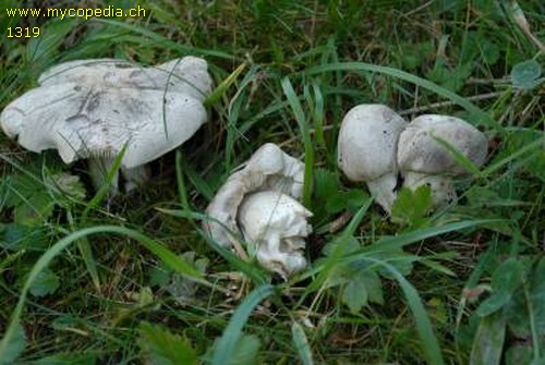 Tricholoma pardinum - 