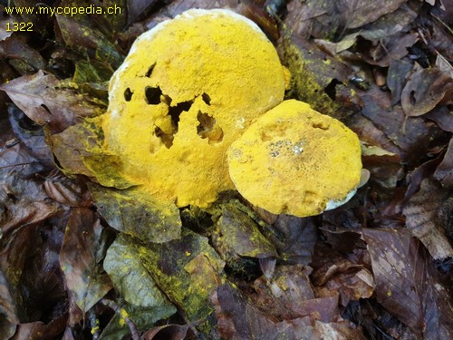 Hypomyces chrysospermus - 