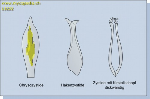 Zystidenformen - 