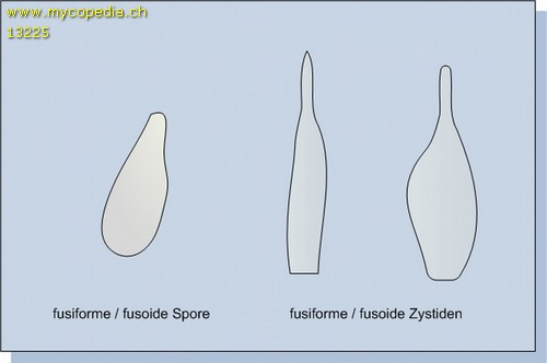 fusiforme Zystiden - 