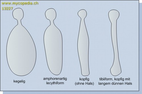 Zystidenformen - 