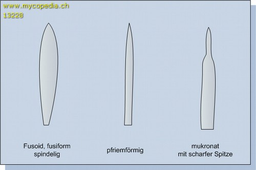 Zystidenformen - 