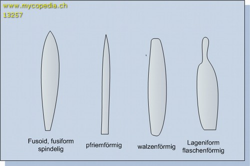 walzenfrmige Zystiden - 