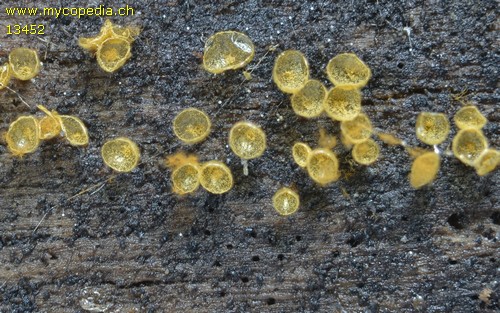 Trichia decipiens - 