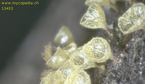 Trichia decipiens - 