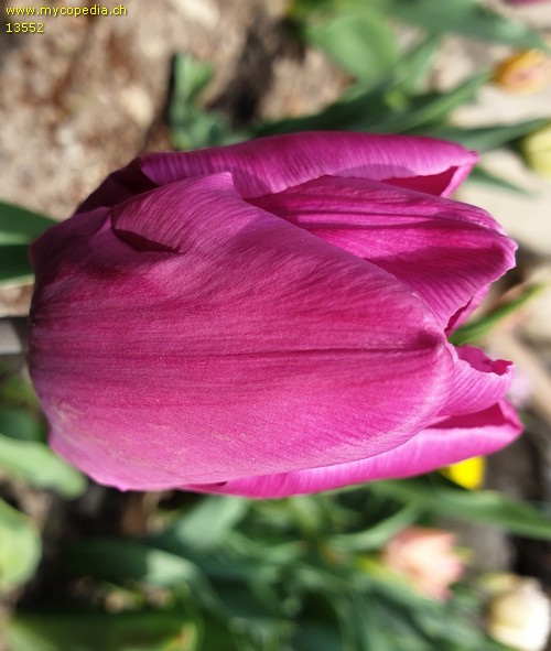 Tulipa - 