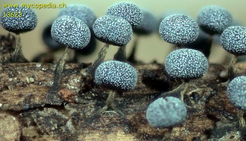 Physarum leucophaeum - 