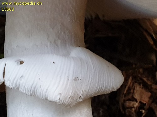 Amanita excelsa - 