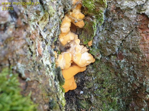 Laetiporus sulphureus - 