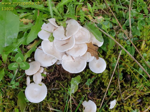 Clitocybe dealbata - 