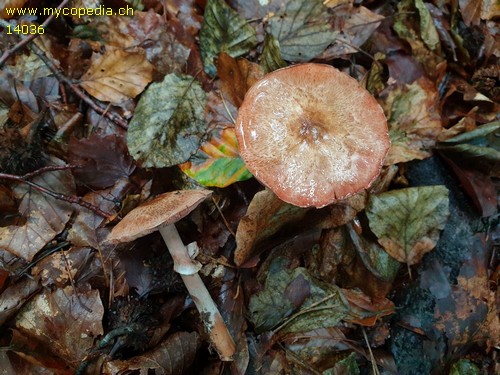 Agaricus silvaticus - 