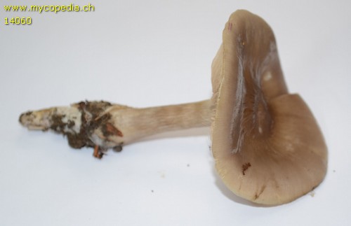 Entoloma rhodopolium f. rhodopolium - 