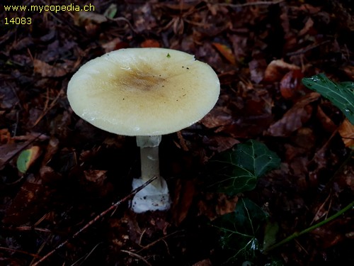 Amanita phalloides - 