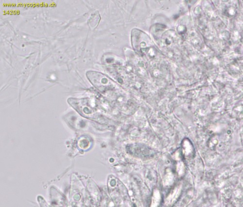 Lepiota subgracilis - Cheilozystiden - 