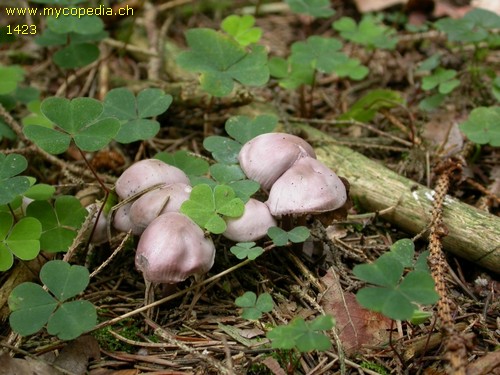 Mycena pura - 