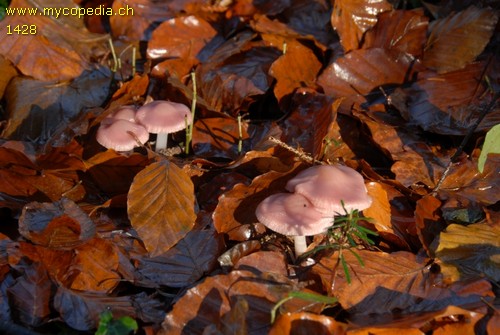 Mycena rosea - 