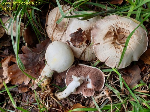 Agaricus xanthoderma - 