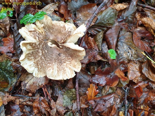 Tricholoma pardinum var. filamentosum - 