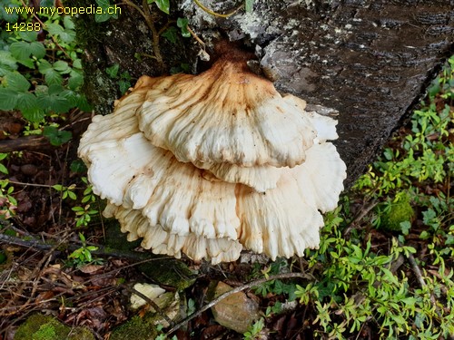 Laetiporus sulphureus - 