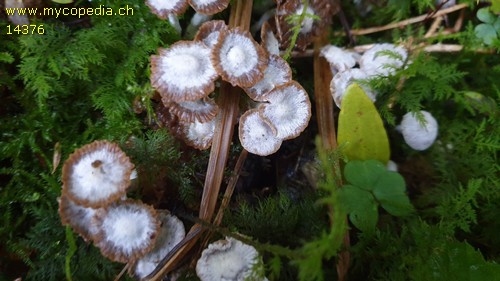 Asterophora parasitica - 