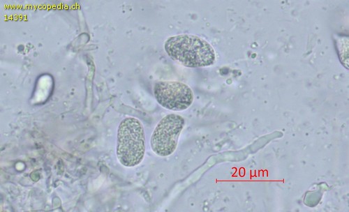 Sebacina grisea - Konidiosporen - 