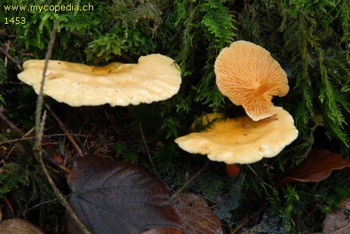 Hygrophoropsis aurantiaca - 