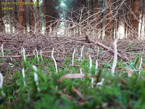 Eocronartium muscicola - 