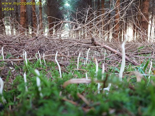 Clavulina rugosa - 