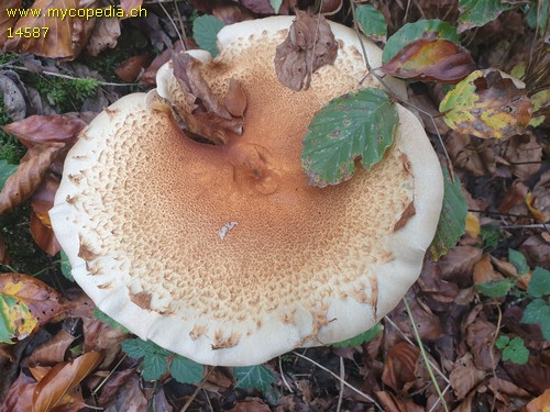 Pholiota squarrosa - 