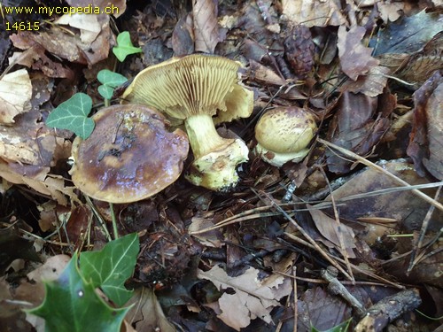 Cortinarius splendens - 