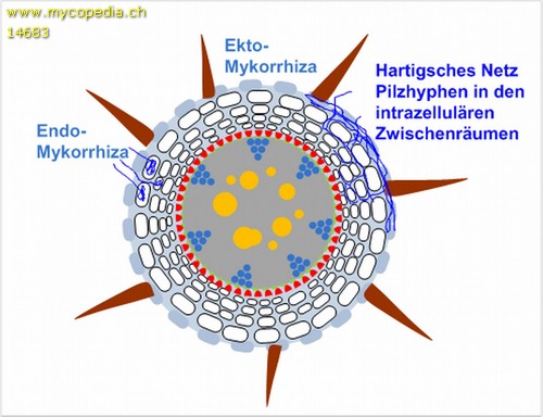 Hartigsches Netz - 