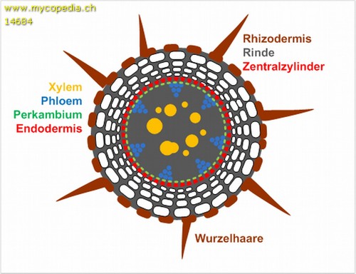 Hartigsches Netz - 