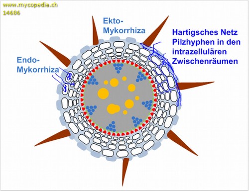 Endomykorrhiza - 