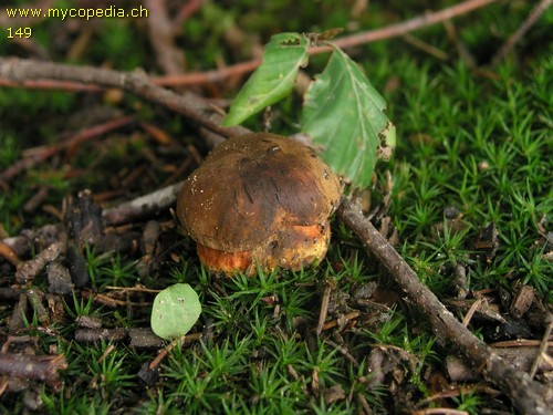 Neoboletus praestigiator - 