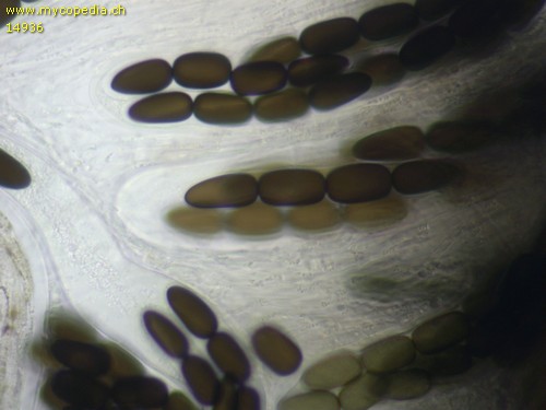 Sporormiella longisporopsis - 