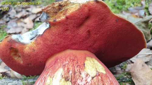 Neoboletus praestigiator - 