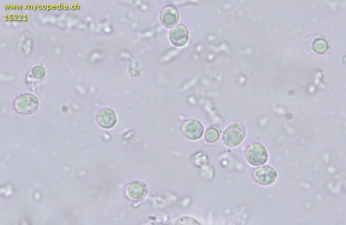 Lentinellus micheneri - Sporen - Wasser  - 
