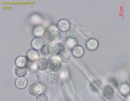 Arcyria obvelata - Spore/n - Wasser  - 