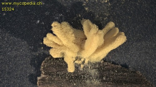 Arcyria obvelata - 