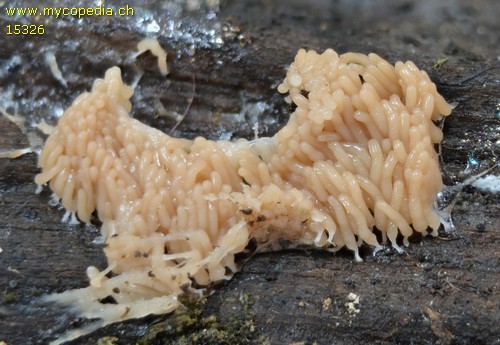 Arcyria obvelata - 