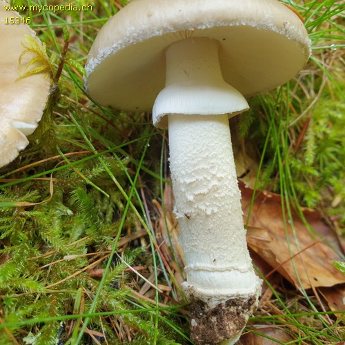 Amanita excelsa - 