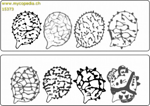 Sporenform - 