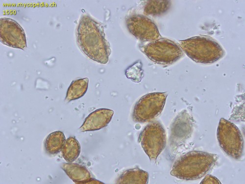 Hymenogaster vulgaris - Sporen - 
