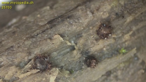 Trichophaea gregaria - 