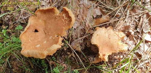 Lactarius helvus - 